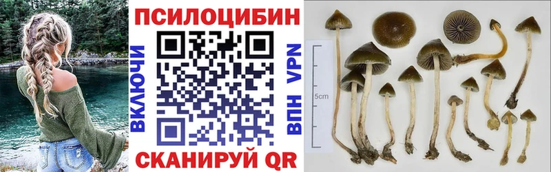 сколько стоит  Приморско-Ахтарск  Псилоцибиновые грибы Cubensis 